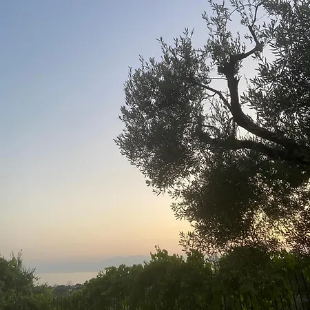 Olive&view